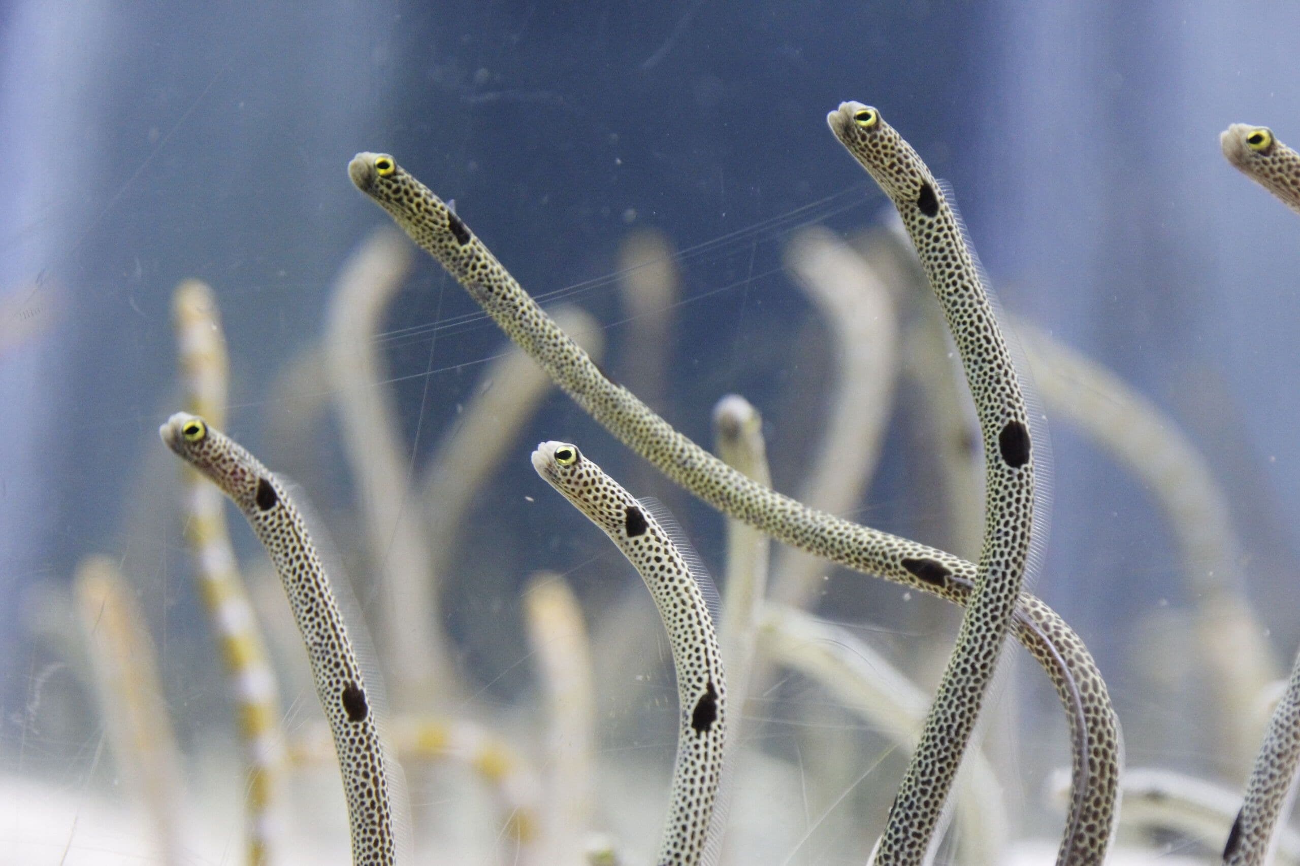 すみだ水族館(東京スカイツリータウン)